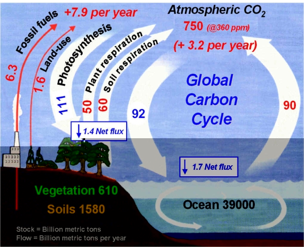 Figure 1b Carbon Cycle